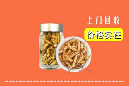 收购资讯:雷州市回收散虫草