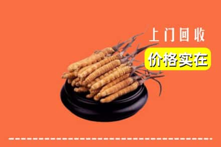 雷州市回收冬虫夏草
